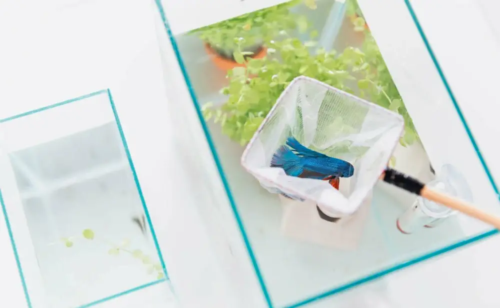 Tips for Adding New Fish — Fish in a small net being introduced to the main tank.