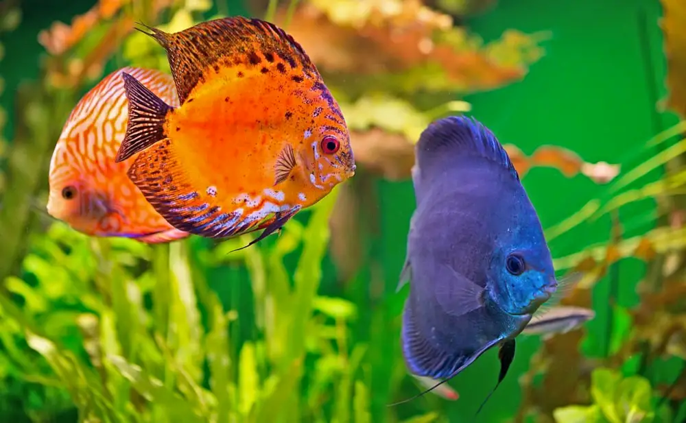Choosing Compatible Tank Mates — Vividly colored discus or Symphysodon between aquarium plants