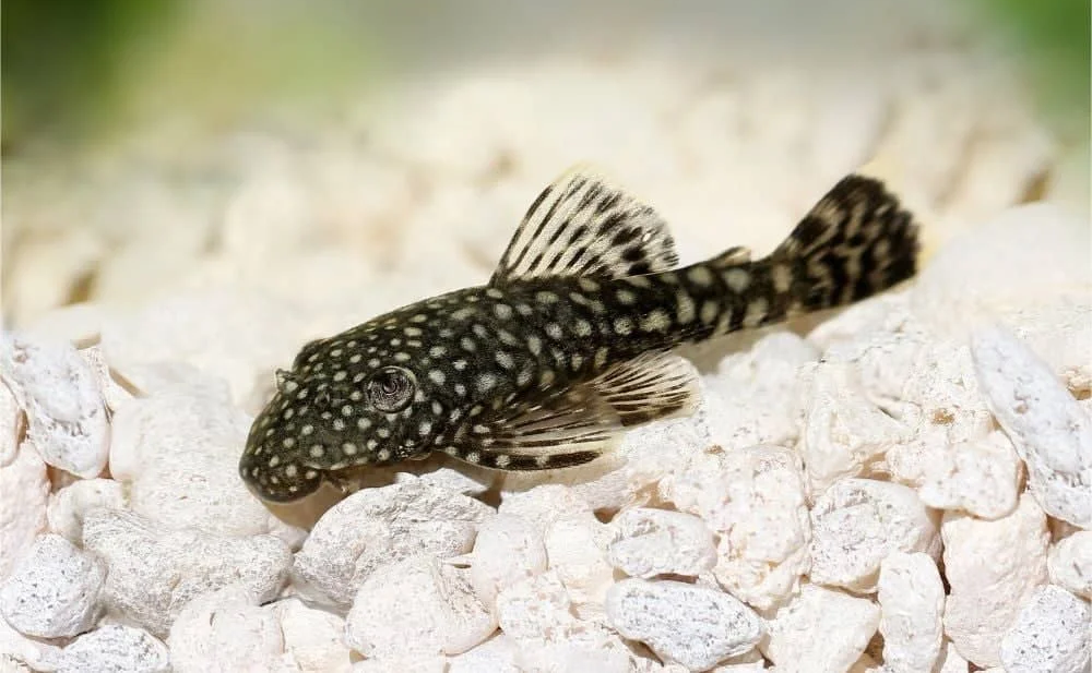 10 Best Discus Fish Tank Mates (With Pictures) - KaveMan Aquatics