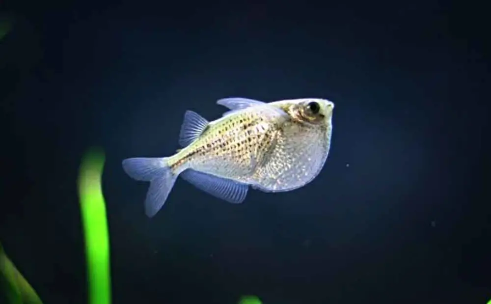 Discus Fish Tank Mates — Close-up view of a Hatchetfish in an aquarium