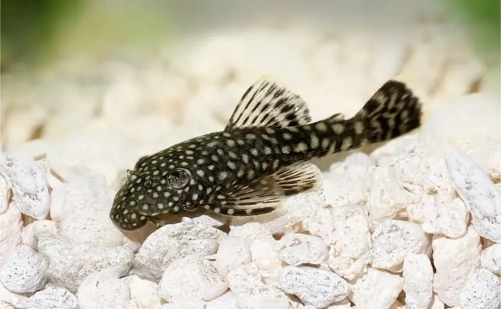 Discus Fish Tank Mates — Close-up view of a Bristlenose Pleco in an aquarium