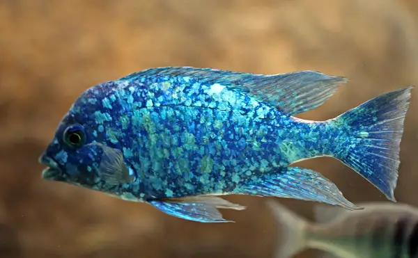 Top African Cichlid Species — A close-up view of a vibrant Star Sapphire cichlid