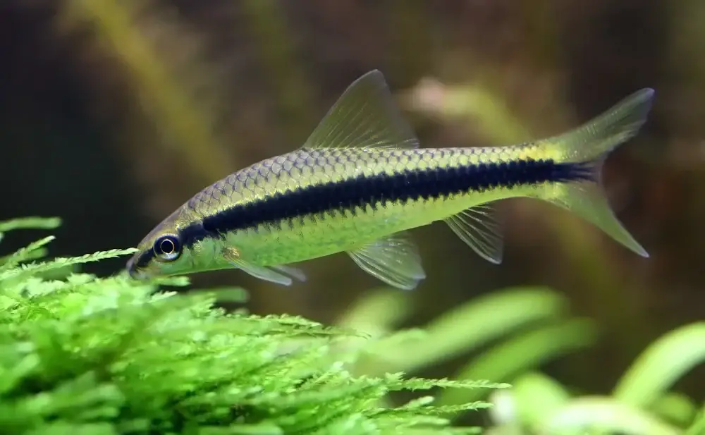 Discus Fish Tank Mates — Close-up view of a Siamese Algae Eater in an aquarium