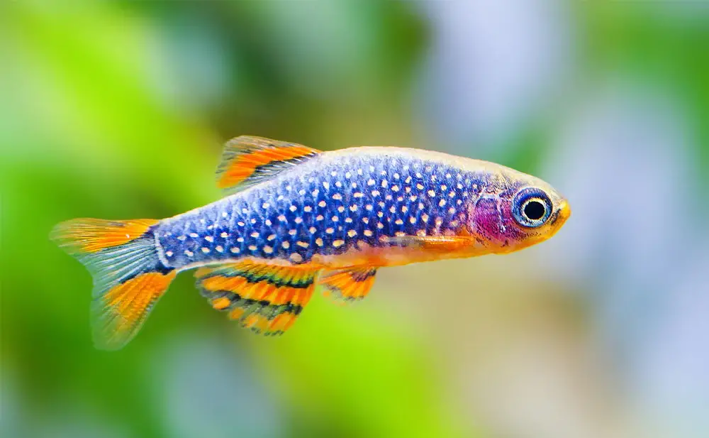 Discus Fish Tank Mates — Close-up view of a Celestial Pearl Danio in an aquarium