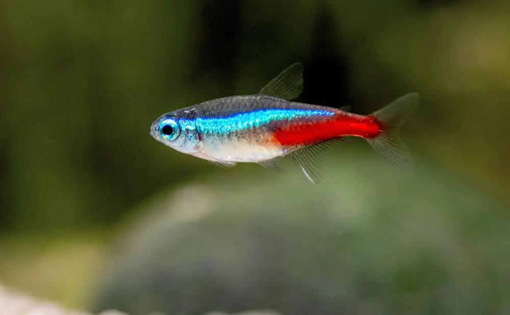 Discus Fish Tank Mates — Close-up view of a Neon Tetra in an aquarium