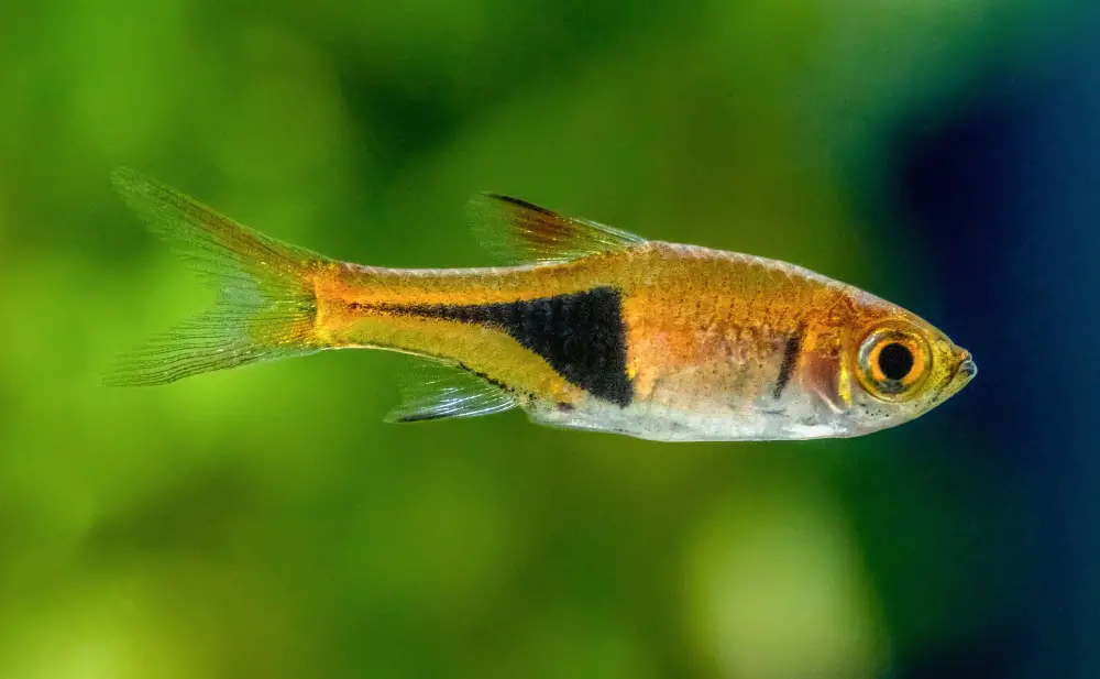 Discus Fish Tank Mates — Close-up view of a Harlequin Rasbora in an aquarium