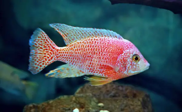 Top African Cichlid Species — A close-up view of a Dragon Blood Cichlid