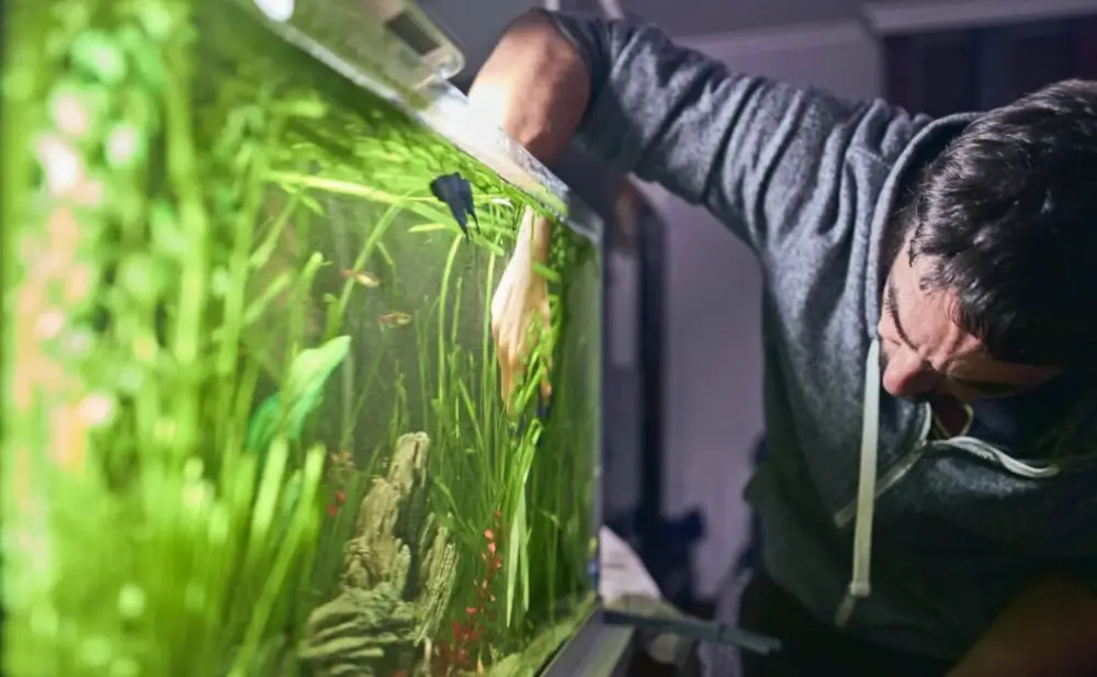 Crashed Tank — Young man pruning the plants in his aquarium. He has a hand inside the aquarium water and you can see the refraction on his arm. 