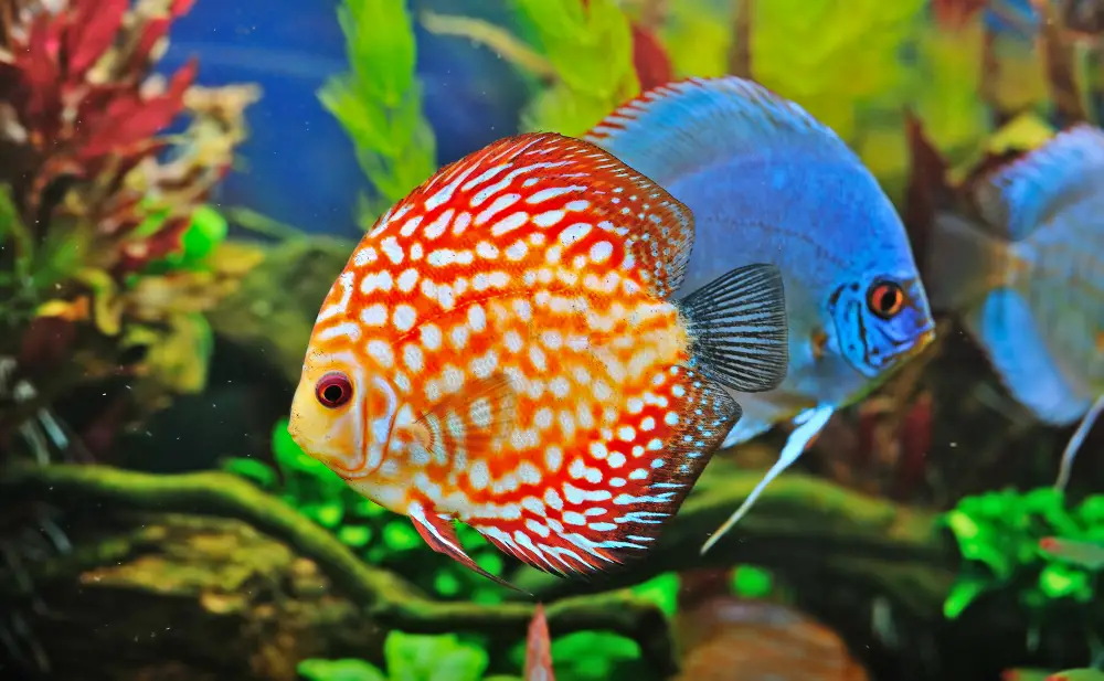 Choosing the Right Fish — Pigeon blood red checkerboard Discus fish and cobalt blue Discus fish. 