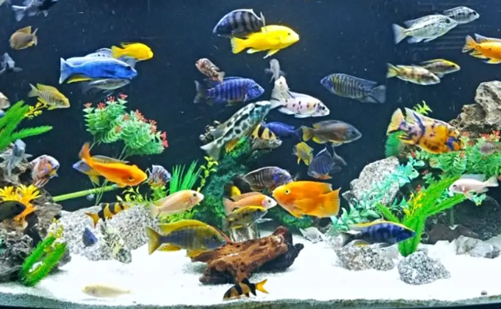 African Cichlid Tank Mates — A vibrant mixed African cichlid tank with various colorful and compatible fish