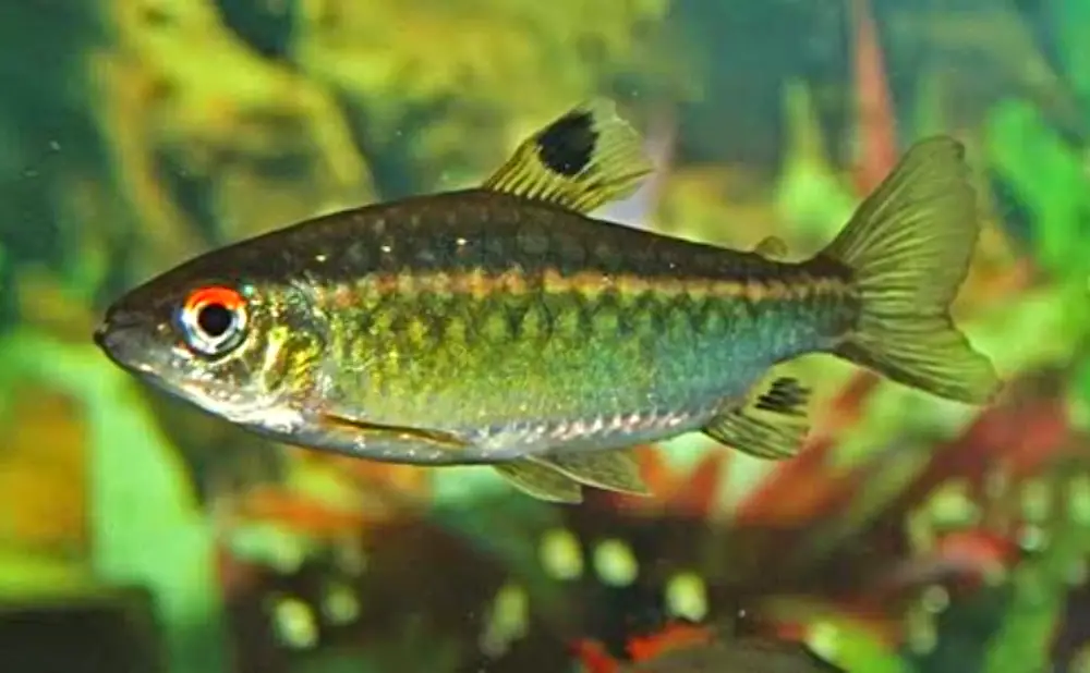 African Cichlid Tank Mates — Zoomed in photo of an African Red-Eyed Tetra