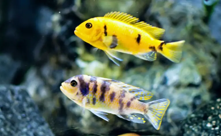 The Difference Between Male and Female African Cichlids