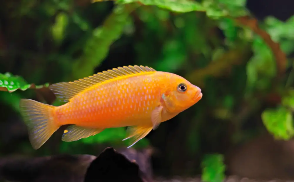 Aquarium Water Hardness — Kenyi cichlid Maylandia lombardoi aquarium fish.