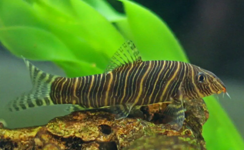 African Cichlid Tank Mates — Zoomed in photo of a Zebra Loach
