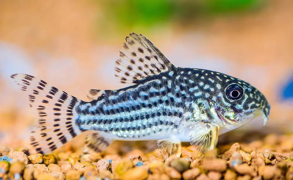 African Cichlid Tank Mates — Zoomed in photo of a Common Corydoras Catfish