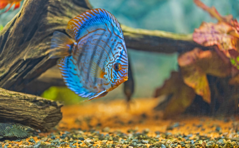 Photo inspiration: Fresh Look at Aquarium Water Hardness 101