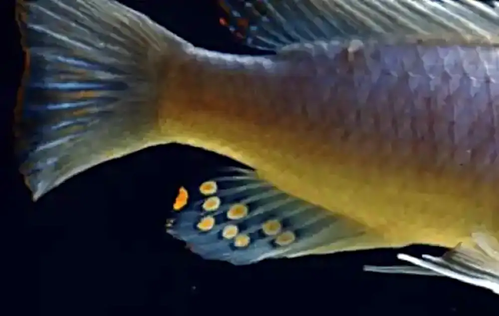 Male and Female African Cichlids — Egg spots on a male tailfin