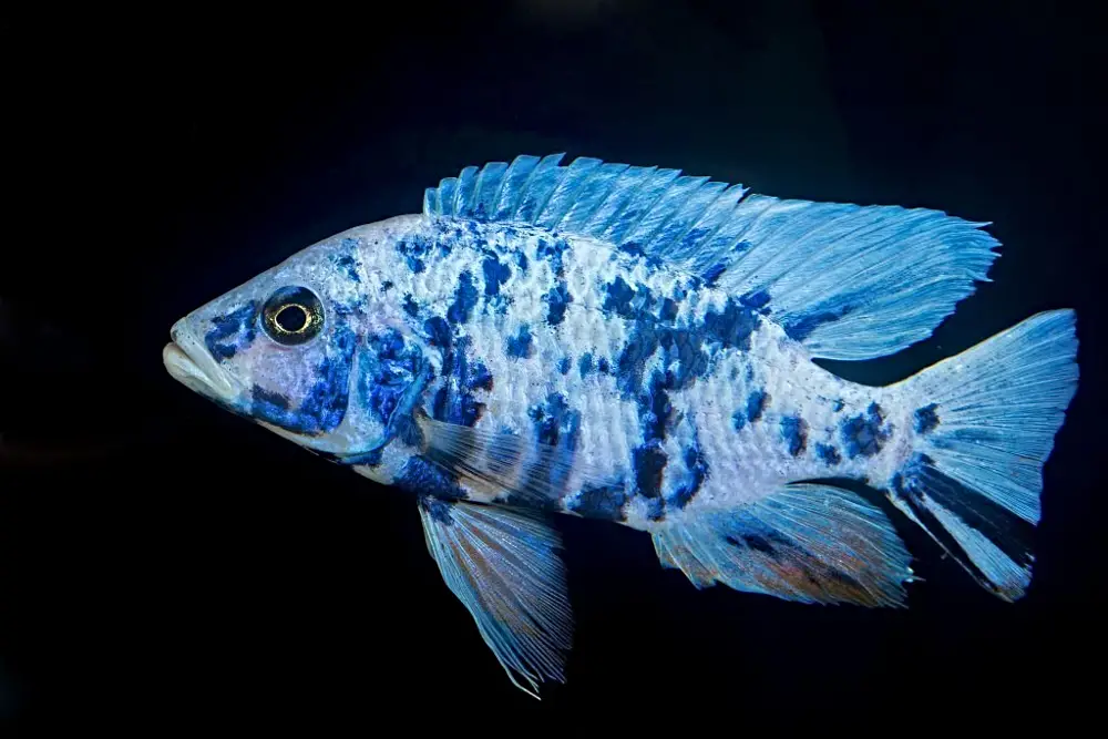 Male and Female African Cichlids — Vibrant blue peacock cichlid 