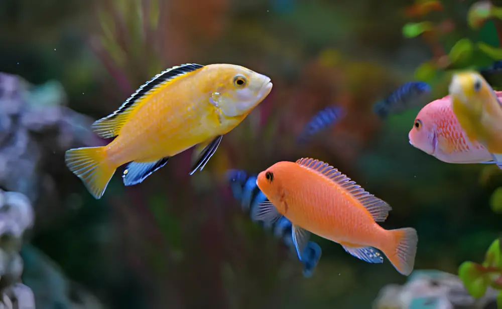 Male and Female African Cichlids — Colorful aquarium fish cichlids swim in the aquarium