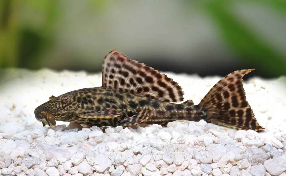 African Cichlid Tank Mates — Zoomed in photo of a Common Pleco