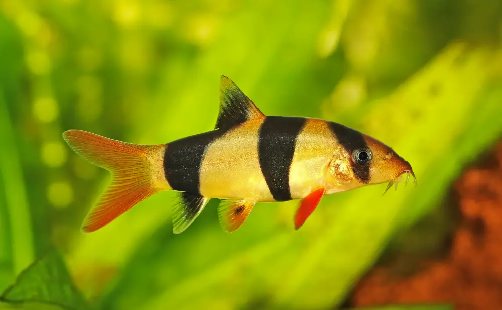 African Cichlid Tank Mates — Zoomed in photo of a Clown Loach