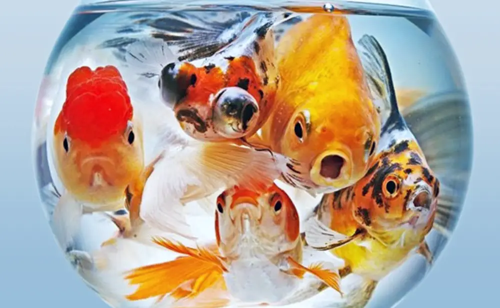 Overstocked Aquarium — A bowl overcrowded with goldfish