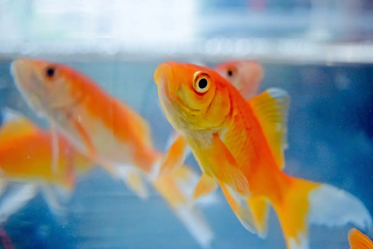 Ammonia Poisoning — Close-up of an orange sad fish in an aquarium