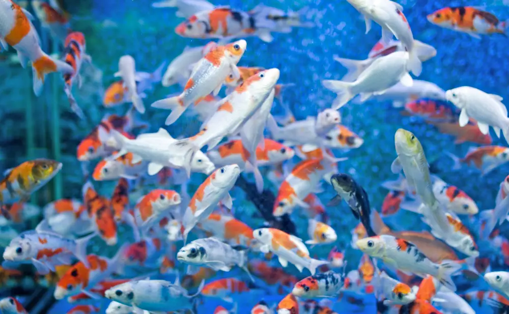 Ammonia Poisoning — An overcrowded aquarium filled with white and orange fish