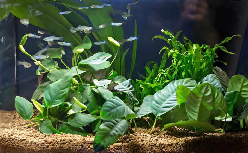 Budget-Friendly Fishkeeping — A beautiful freshwater aquarium full of coloured fishes and plants 