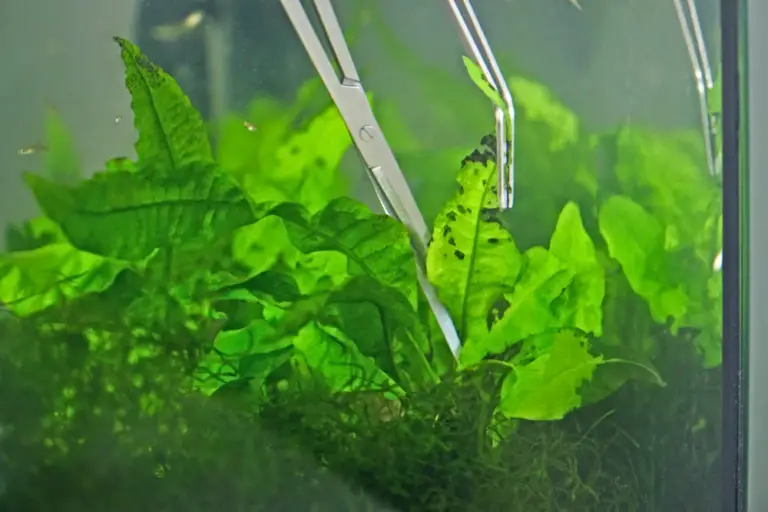 From Lush to Limp — Why Do Aquarium Plants Melt?