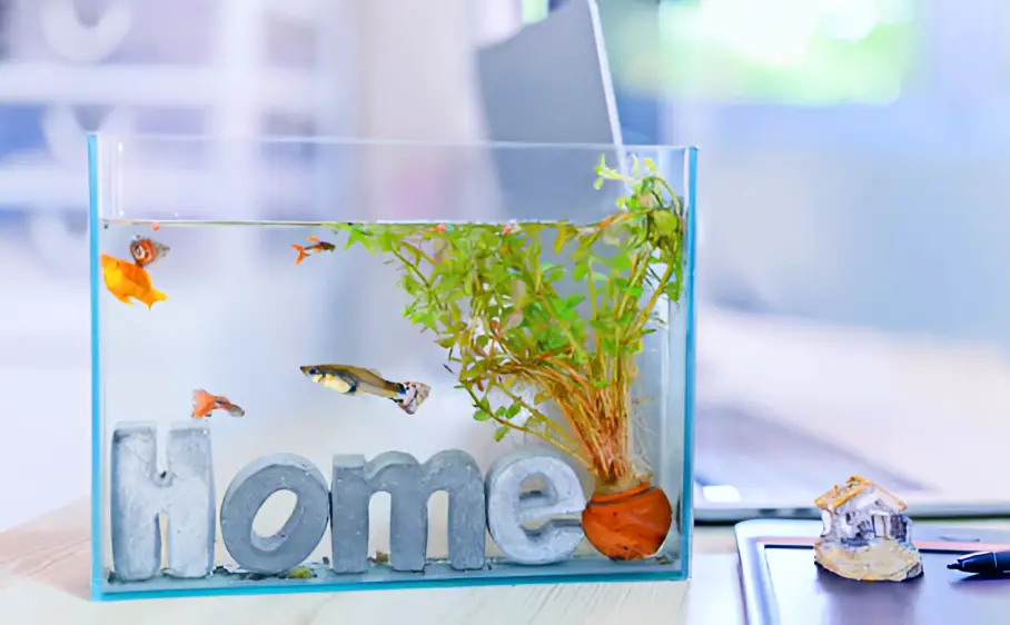 Acclimate New Fish — An aquarium filled with fish and a plant next to a laptop on a desk.