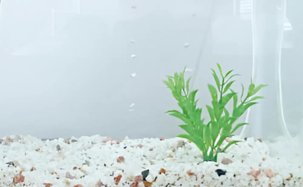 Freshwater Refugium — A small freshwater tank with clean and pristine water