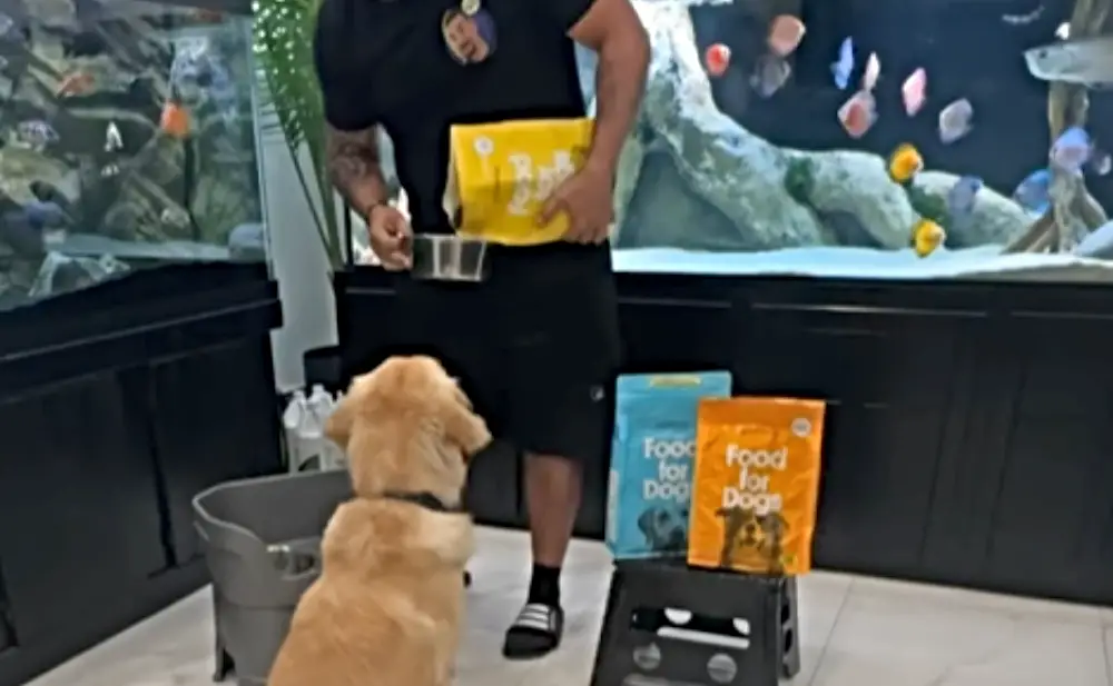 Sundays Food for Dogs — Golden Retriever, Cooper, eagerly waiting for Kev rom KaveMan Aquatics to serve his Sundays food for dogs with aquariums in the background