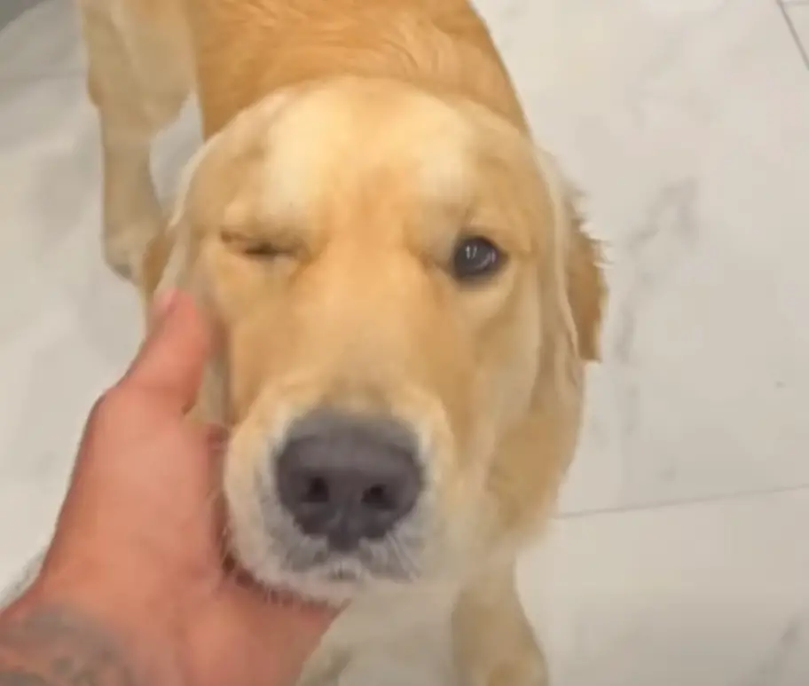Sundays Food for Dogs — Cooper, a Golden Retriever, winking while being petted 