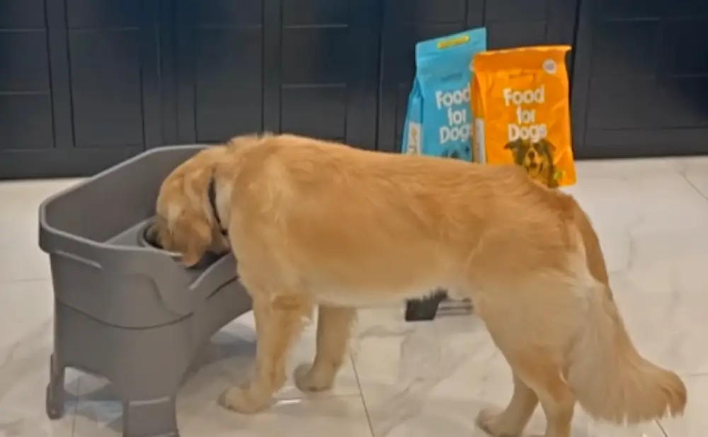 Sundays Food for Dogs — Cooper, a Golden Retriever, happily eating his serving of Sundays food for dogs