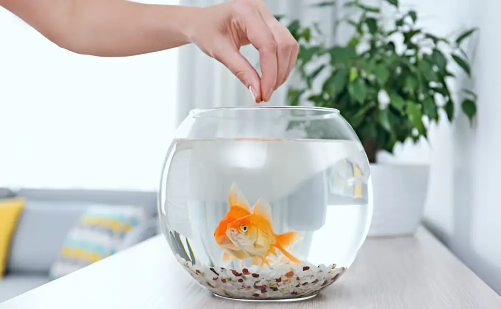 How to Feed Your Fish — Person feeding two fish in a bowl 