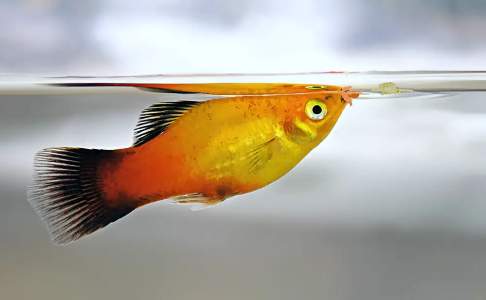 How to Feed Your Fish — Close-up of a Platy eating fish flake food.