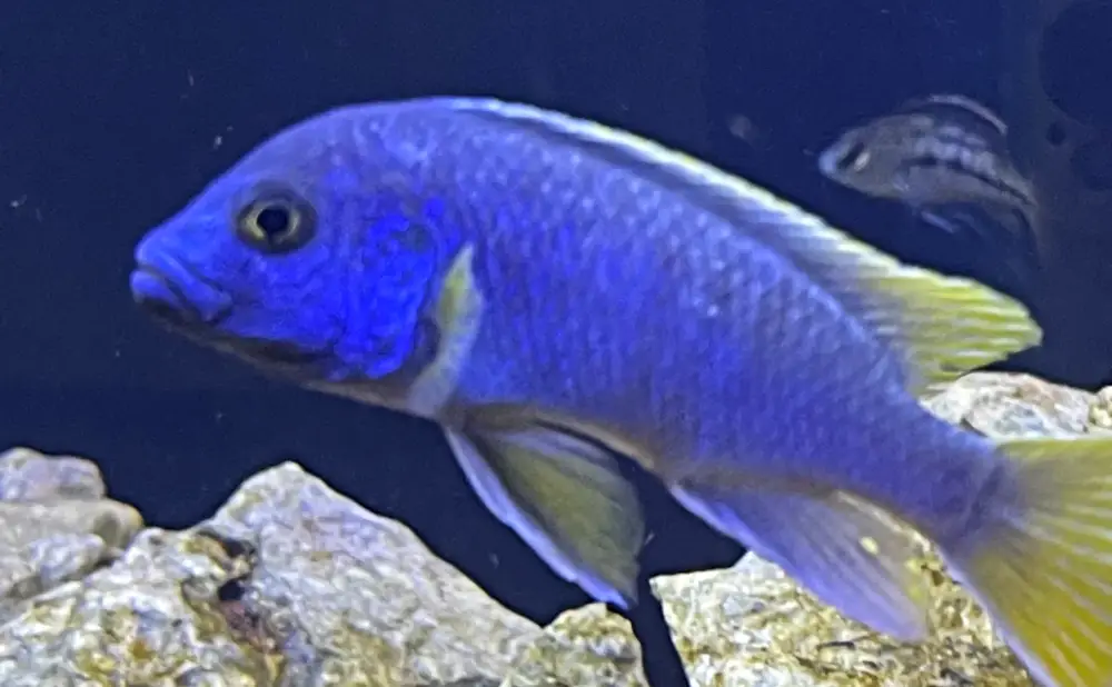 Sunken Belly in Fish — Blue African cichlid with sunken belly