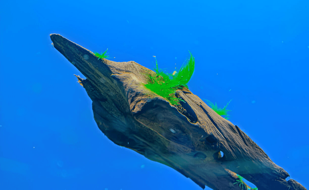 Photo inspiration: Gallery Detail: What Are Beneficial Bacteria In Aquariums