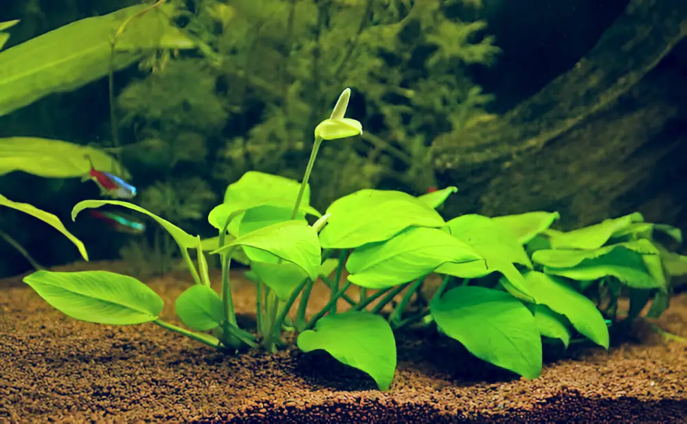 Plants for African Cichlid Aquariums — Blooming Anubias aquarium plant with a Tetra in the back