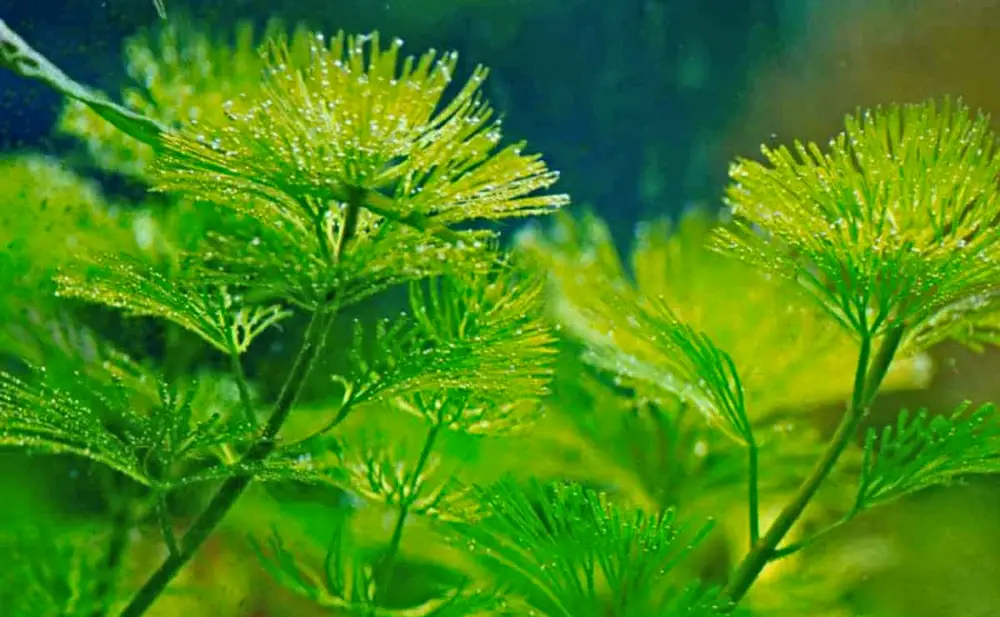 Plants for African Cichlid Aquariums — Zoomed in photo of lush green aquarium plants with fluffy, feathery green leaves.