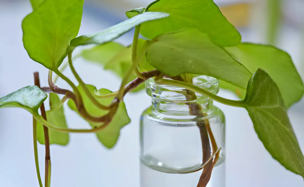 Plants for African Cichlid Aquariums — A small Pothos plant growing in a test tube filled with water