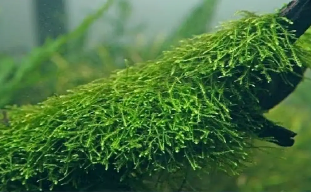 Plants for African Cichlid Aquariums — Java Moss growing on a piece of driftwood