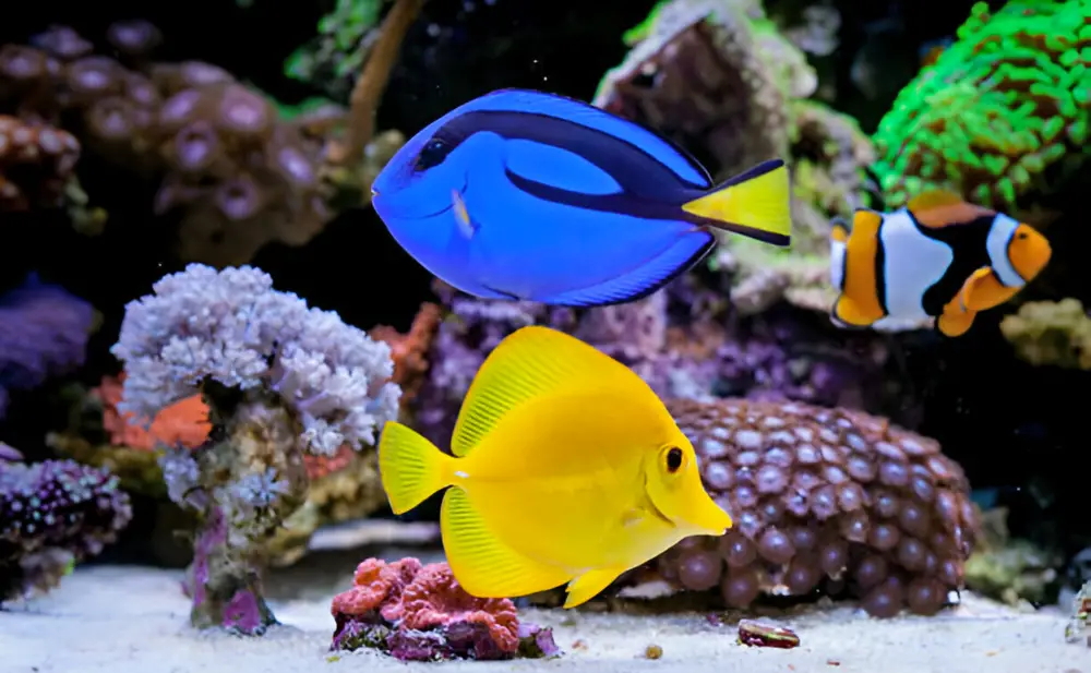 Start a Saltwater Tank — Paracanthurus hepatus, Blue tang in Home Coral reef aquarium. 