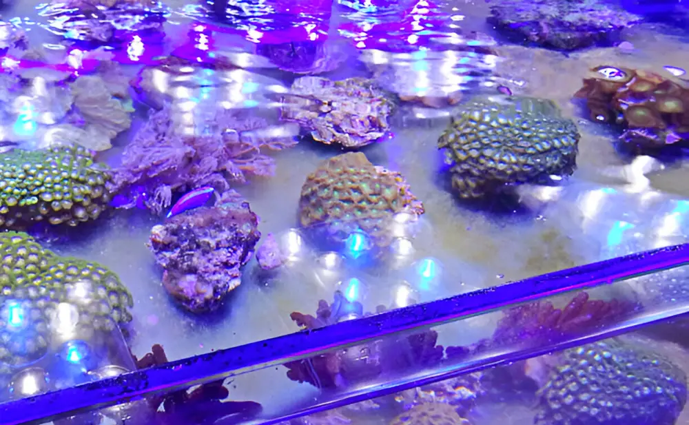 Start a Saltwater Tank — A large opened-top glass marine aquarium with specialized lighting reflecting over the water