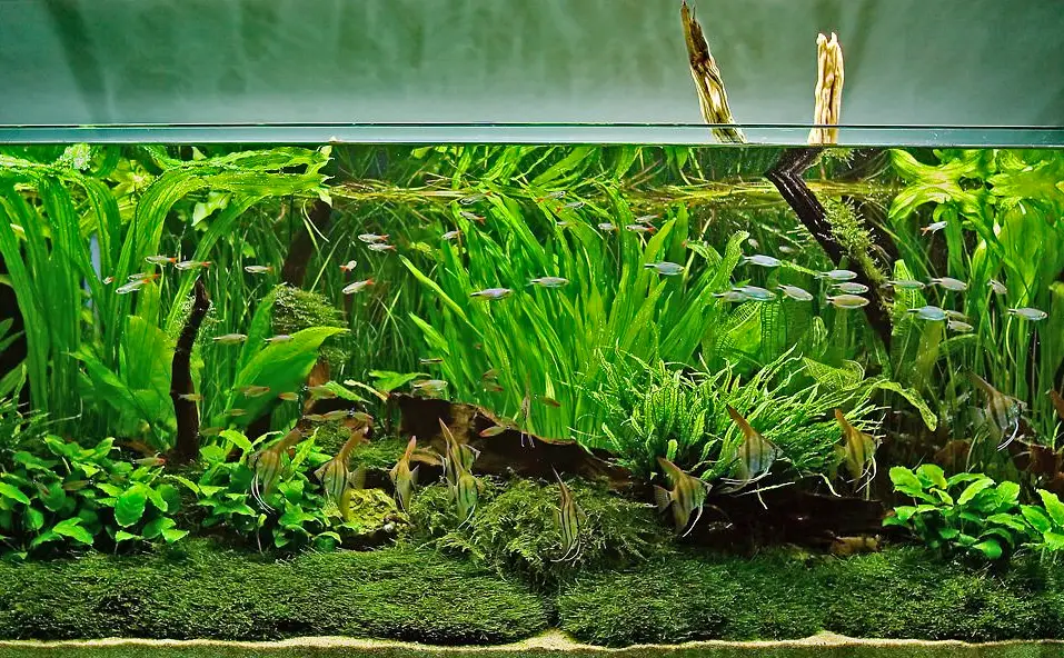 Plants for African Cichlid Aquariums — Lush green aquarium filled with plants