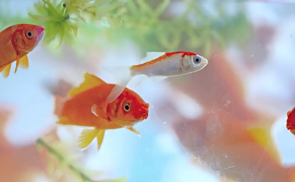 New Tank Syndrome — Sad goldfish in a cloudy tank that might have new tank syndrome