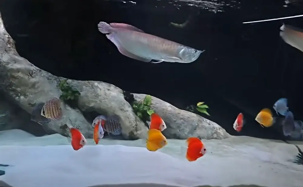 Choosing Compatible Tank Mates — Colourful freshwater discus fish and an Arowana in an aquarium from the FishKave