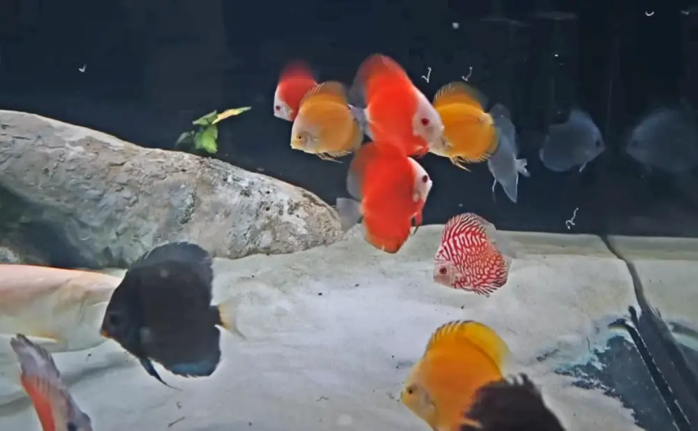 Choosing Compatible Tank Mates — Colourful freshwater discus fish in an aquarium from the FishKave