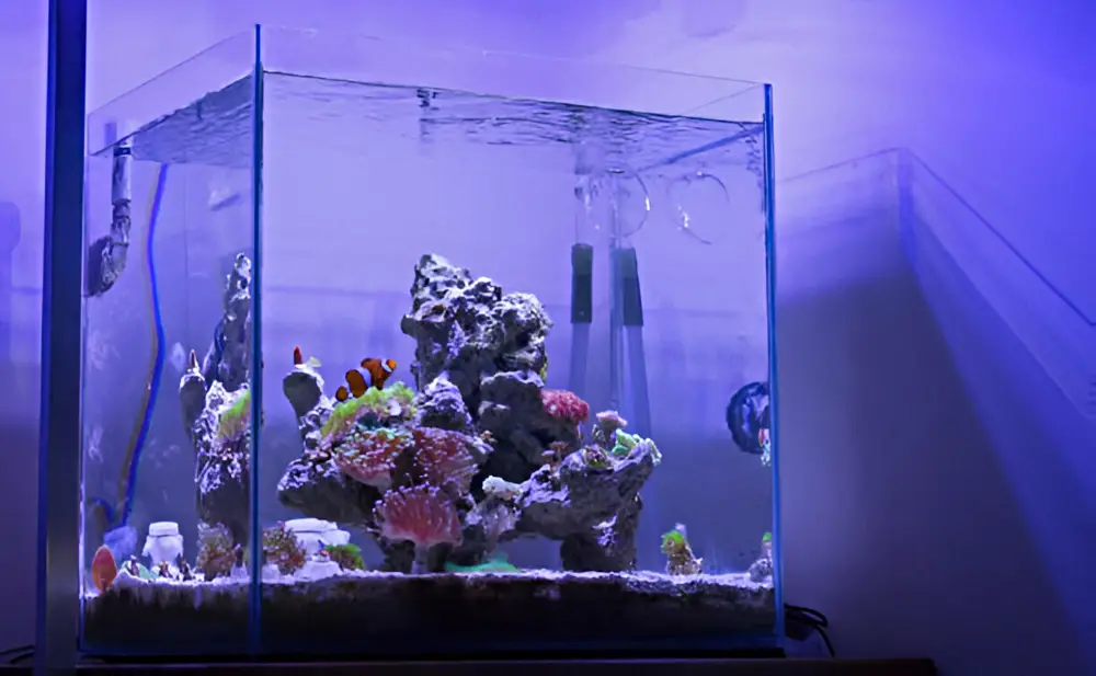 Reef Tank Myths — Nano saltwater aquarium with clownfish and coral. 